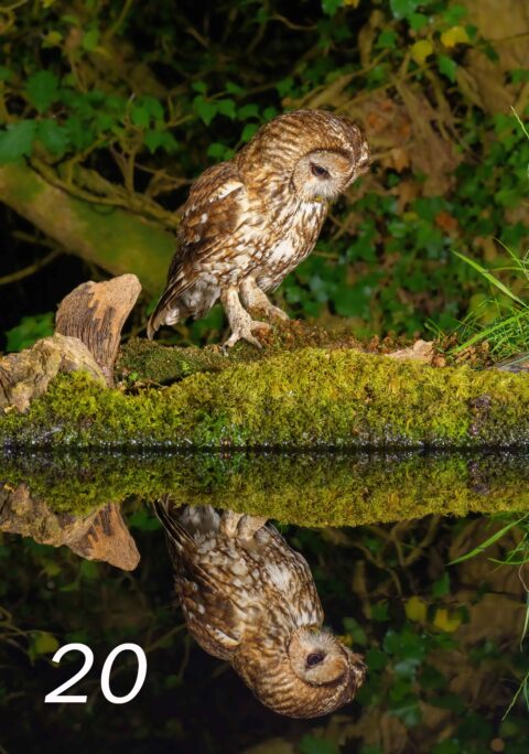 Tawny owl reflection a6 card