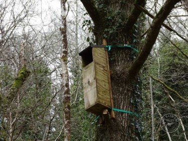 Tawny Nestbox Strapped To Tree