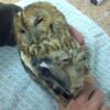 Tawny Owl With Pinned Right Leg (2)