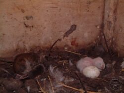 Vole cycle field vole barn owl nest