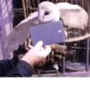 Warner Brothers Barn Owl PETA