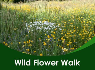Wild flower walk