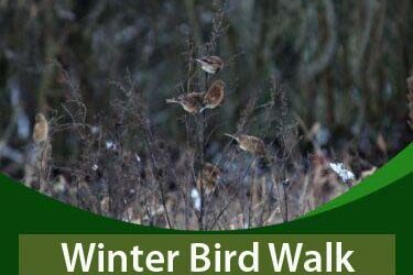 Winter Bird Walk – Thursday 4th December 2025
