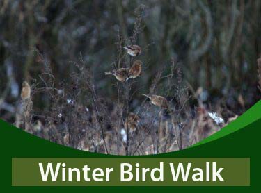 Winter bird walk 2 375x278
