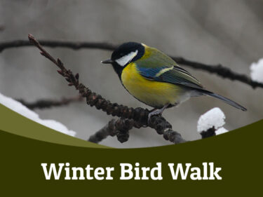 Winter Bird Walk – Tuesday 11th November 2025