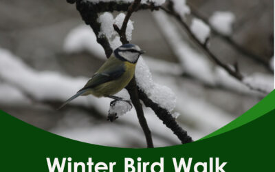 Winter Bird Walk – Thursday 4th December 2025