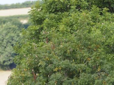 Winter Bird Crop Linnets LLP Wildlife Diary July 2018