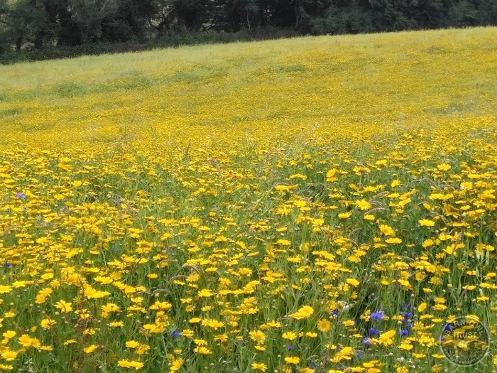 Winter bird food crop july 2025