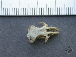 Wood Mouse Skull Top: Owl pellet dissection