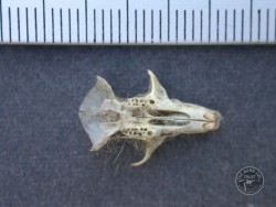 Wood Mouse Skull Bottom