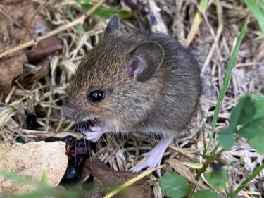 Young Wood Mouse eating a Blackberry