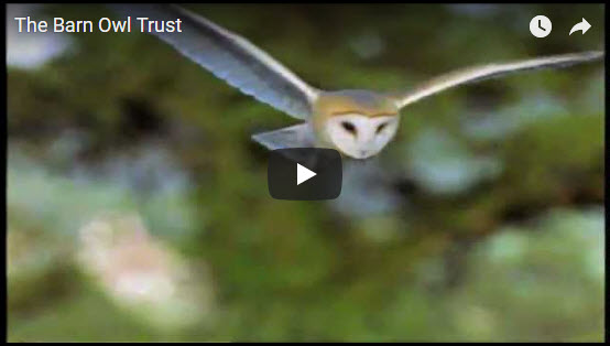 Barn Owl Pellet Analysis and Dissection - The Barn Owl Trust