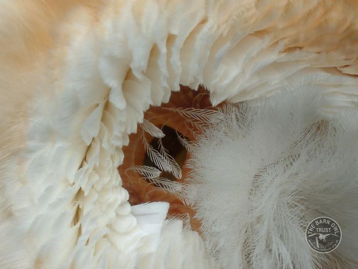 A Barn Owl’s amazing powers of hearing - The Barn Owl Trust