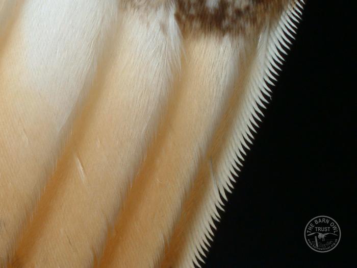 Serrations on a Barn Owl feather