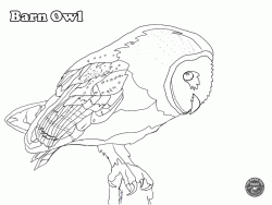 Barn Owl Coloring page
