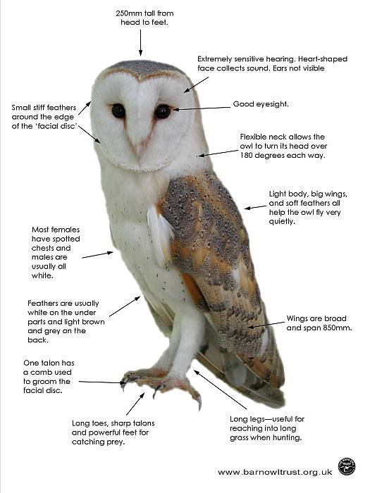 How Often Do Barn Owls Eat