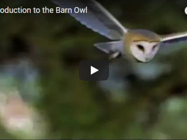 Barn Owl Intro Video