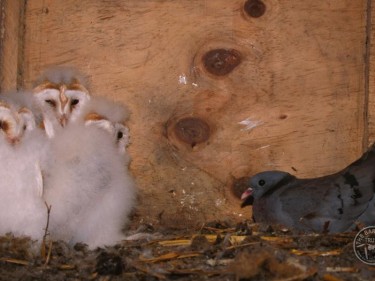 Barn Owl Nestlings 05 Kevin Keatley