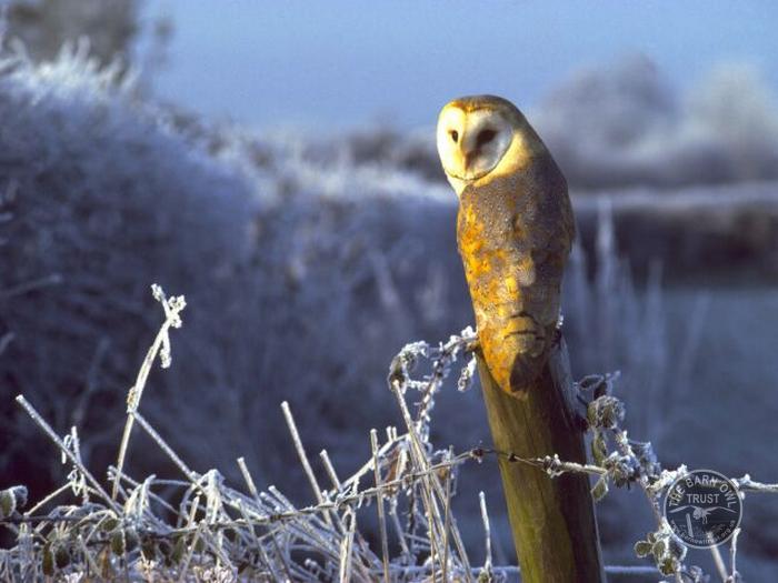 Mother barn owl with nestlings and eggs [Kevin Keatly]