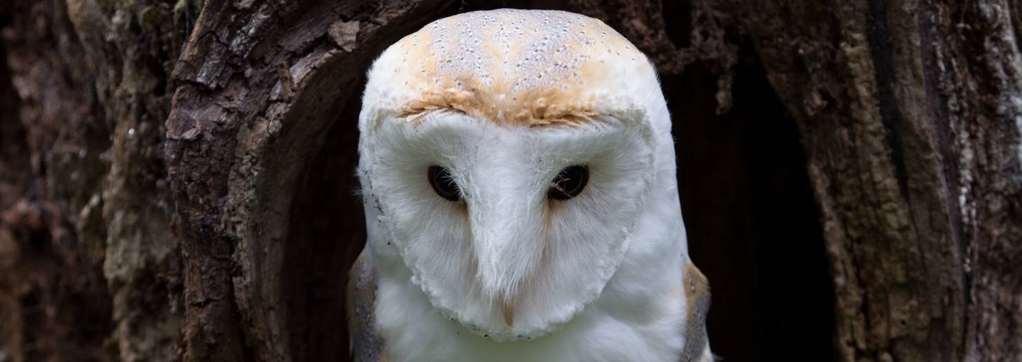 Booking Barn Owl Baley