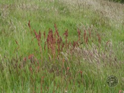 Flowers Of Rough Grassland Sorrell