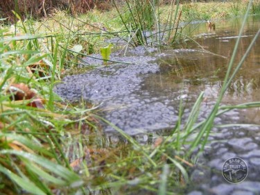 LLP Ponds Frog Spawn