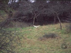 Good Barn Owl Habitat The Barn Owl Trust