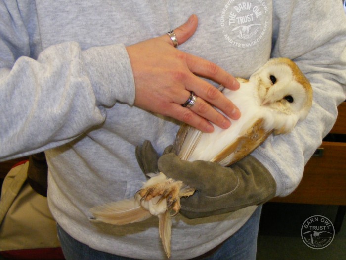 Holding owl rehab handdavid ramsden