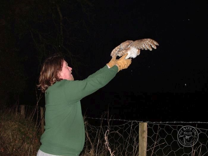 Keeping owls in captivity new arrivals