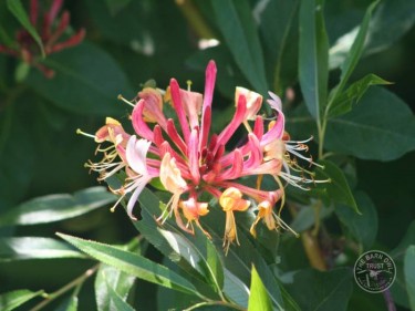 Lennon Legacy Project Wildflowers Honeysuckle