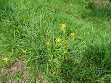 Lennon Legacy Project wildflowers - Yellow Rocket