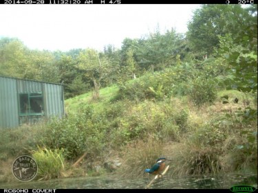 Lennon Legacy Project First Kingfisher Photo