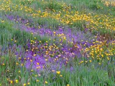 Lennon Legacy Project Wildflowers Buttercup Speedwell