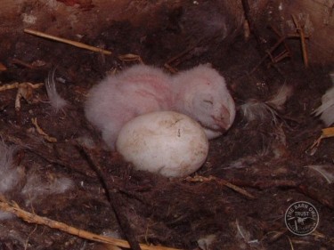 Life Expectancy Barn Owl Chick Newly Hatched