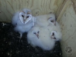 Barn Owl facts: Barn Owls in summer – rearing young