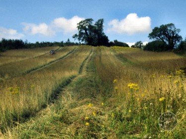 Manage Land Grass Strips