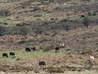 Manage land rough grazing 1
