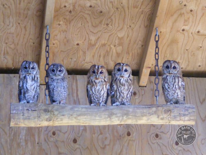 Aviaries for Barn Owls The Barn Owl Trust