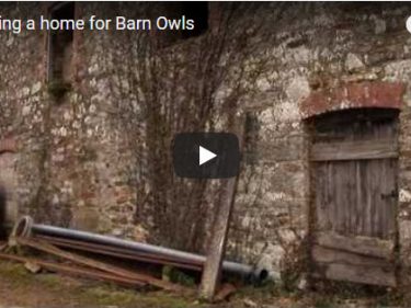 Owl Homes Video