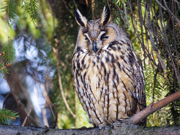 Owl Identification Chart