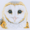 Owl original scan png line removed 1500x1433