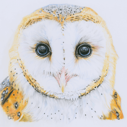 Owl original scan png line removed 1500x1433