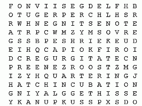 owl wordsearch barn owl behaviour the barn owl trust