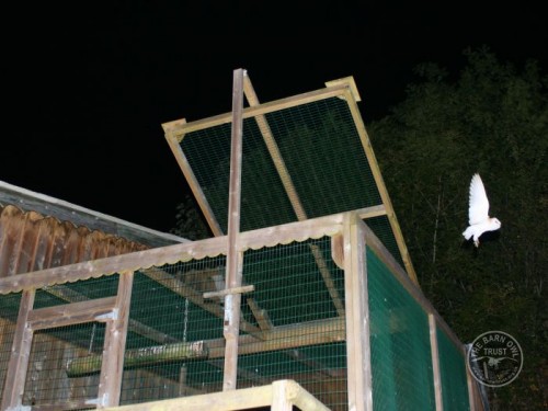 Owl Release Barn Owl Supported Release