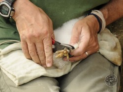 Owl Ringing BTO Kevin Keatley