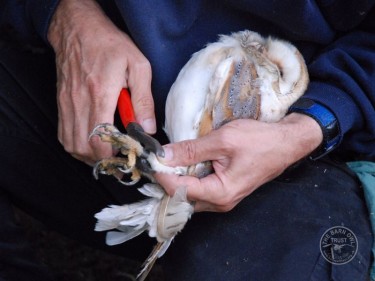 Owl Ringing BTO Simon Thurgood