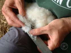 Owl Ringing BTO Measuring Melanie Lindenthal