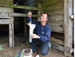 Owl Ringing BTO Weighing Simon Thurgood