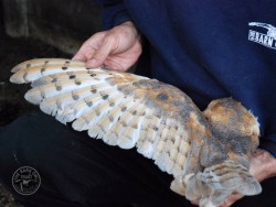 Owl Ringing BTO Wing Simon Thurgood