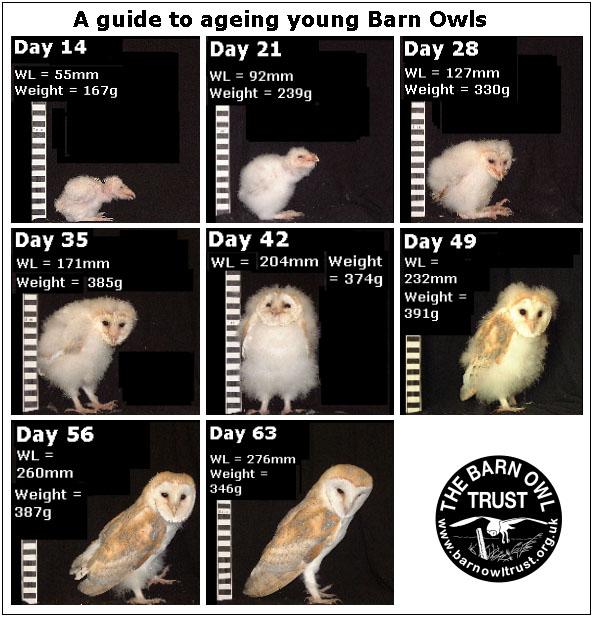 Owl Identification Chart